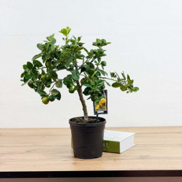 Мандариновое дерево (Зеленые плоды) D:15см H:50см