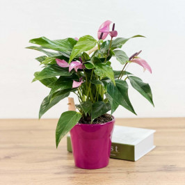 Антуриум Андрианум Зизу D:12см в розовом кашпо