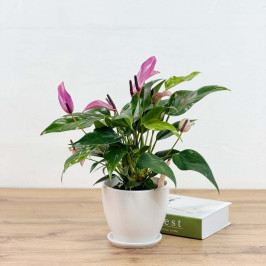 Антуриум Зизу D:12см в Белом горшке