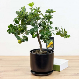Мандариновое дерево (Зеленые плоды) D:15см H:50см в Черном горшке