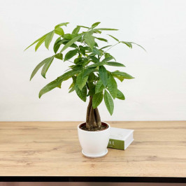 Пахира Коса D:12см H:45см