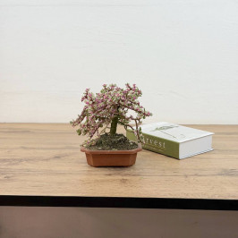 Бонсай Портулакария Афра D:12см H:20см