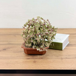 Бонсай Портулакария Афра D:12см H:20см