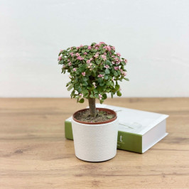 Бонсай Портулакария Афра D:12см H:20см в белом кашпо