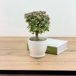 Портулакария Афра штамб D:12см H:20см в белом горшке