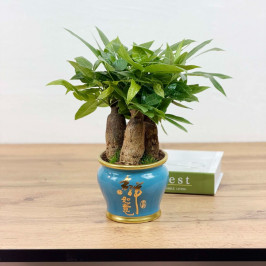 Бонсай Пахира Акватика 3 ст D:16см H:40см в голубом кашпо