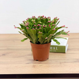 Декабрист (Шлюмбергера) D:14см H:30см