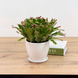 Декабрист (Шлюмбергера) в белом горшке D:14см H:30см