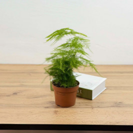 Аспарагус Сетацеус (Перистый) D:12см H:35см