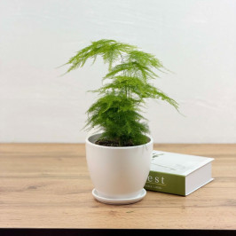 Аспарагус Сетацеус в белм горшке D:15см H:35см