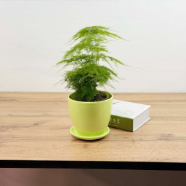 Аспарагус Сетацеус в салатовом горшке D:15см H:35см