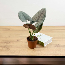 Алоказия Сильвер Небула (Silver Nebula) D:12см H:35см