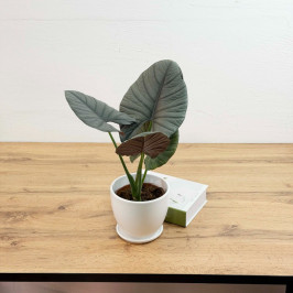Алоказия Сильвер Небула в белом горшке D:15см H:35см