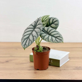 Алоказия Сильвер Драгон D:11см H:35см