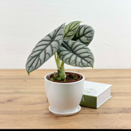 Алоказия Сильвер Драгон в белом горшке D:15см H:35см