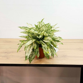 Аглаонема Фёст Даймонд D:14см H:40см