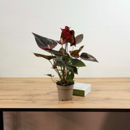 Антуриум Деликата D:14см H:50см