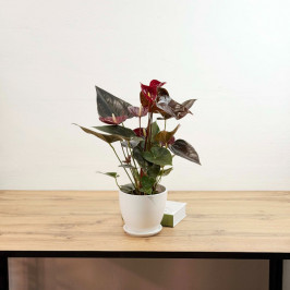 Антуриум Деликата в Белом горшке D:14см H:50см
