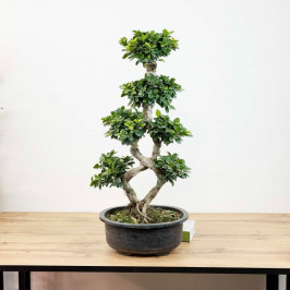 Фикус Микрокарпа гинсенг коса D:33CM H:100CM
