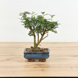 Фисташка Китайская в керамике D:15см H:25см