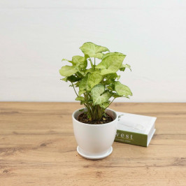 Сингониум Вайт Батерфляй в Белом горшке D:15см H:25см