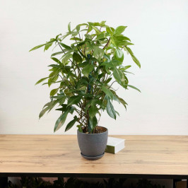 Филодендрон Флорида Грин в Сером горшке D:19см H:80см