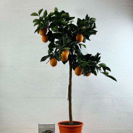 Мандариновое дерево D:23см H:130см