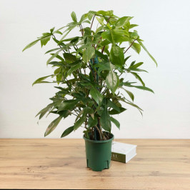 Филодендрон Флорида Грин в Сером горшке D:19см H:80см