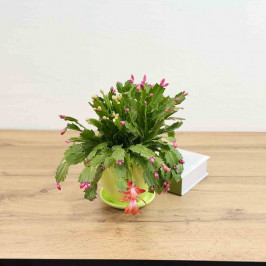 Декабрист в салатовом горшке D:14см H:30см