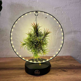 Тилландсия на подставке с подсветкой