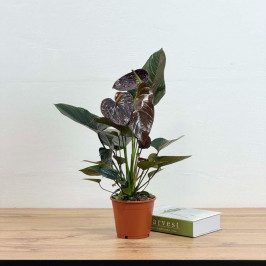 Антуриум Андрианум Париж Черный D:14см H:45см