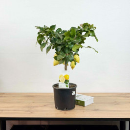 Лимонное дерево штамб D:21см H:75см