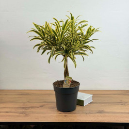 Драцена Песня Индии (Song of India) D:21см H:60см