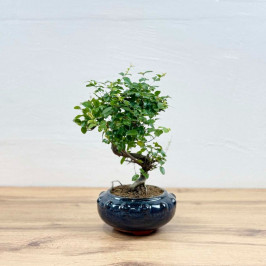 Бонсай Сагереция Чайная D:17см H:35см