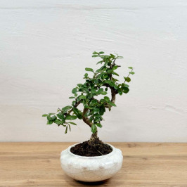 Бонсай Кармона D:17см H:35см белая керамика