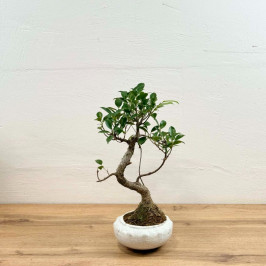 Бонсай Фикус Ретуза D:17см H:35см