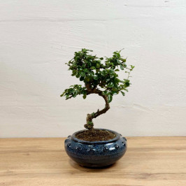 Бонсай Кармона D:17CM H:35СМ