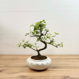 Бонсай Сагереция Чайная D:19см H:40см