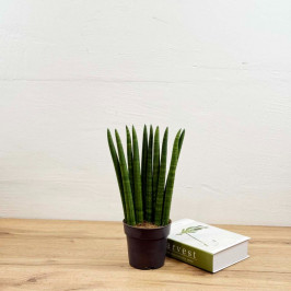 Сансевиерия цилиндрическая Спагетти D:12см H:40см
