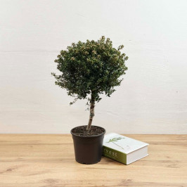 Мирт штамбовый с бутонами D:15см H:50см