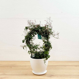 Жасмин Полиантум обод в белом горшке D:15см H:40см