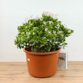 Крассула Овата Сансет с Цветами D:44см H:75см