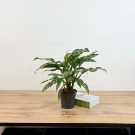 Аглаонема Мария D:14см H:40см