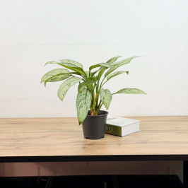 Аглаонема Мария Кристина D:14см H:40см