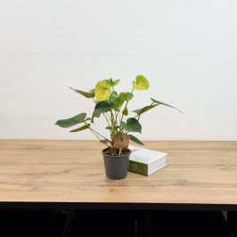 Антуриум Кокос (Белый) D:12см H:40см