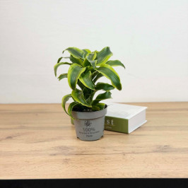 Драцена Торнадо D:12см H:24см