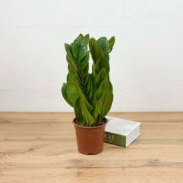 Замиокулькас Пирамида D:15см H:40см