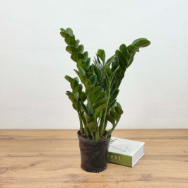 Замиокулькас D:15CM H:50CM