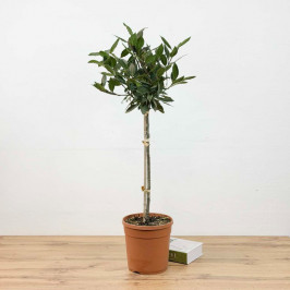 Лавр благородный штамбовый D:17см H:65см