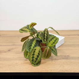 Маранта Фасцинатор Триколор D:12см H:30см